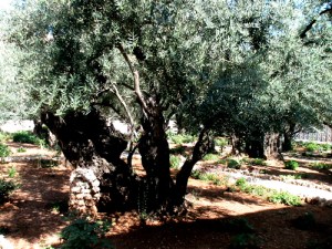 ancient_olive_tree