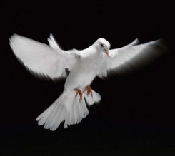 dove-peace