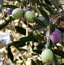 grafted olives