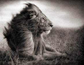lion-in-the-storm