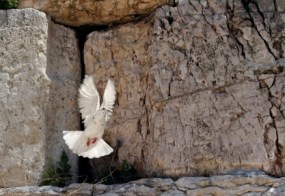 white-pigeon-kotel