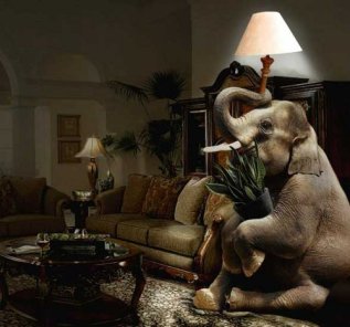 elephant-in-the-living-room