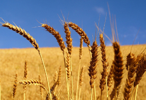 wheat and tares